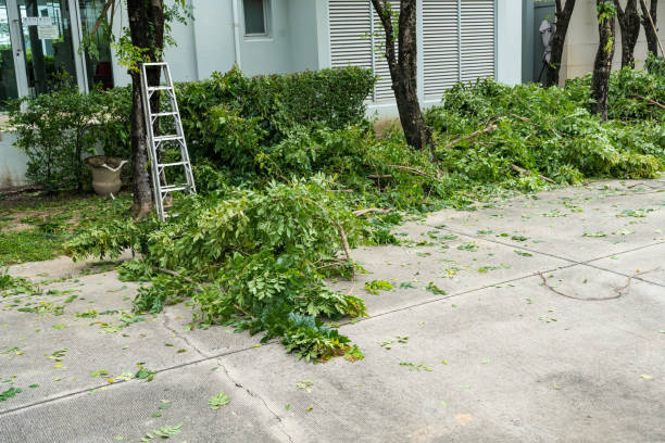 The Steps Involved in Our Tree Care Process in Penhook, VA